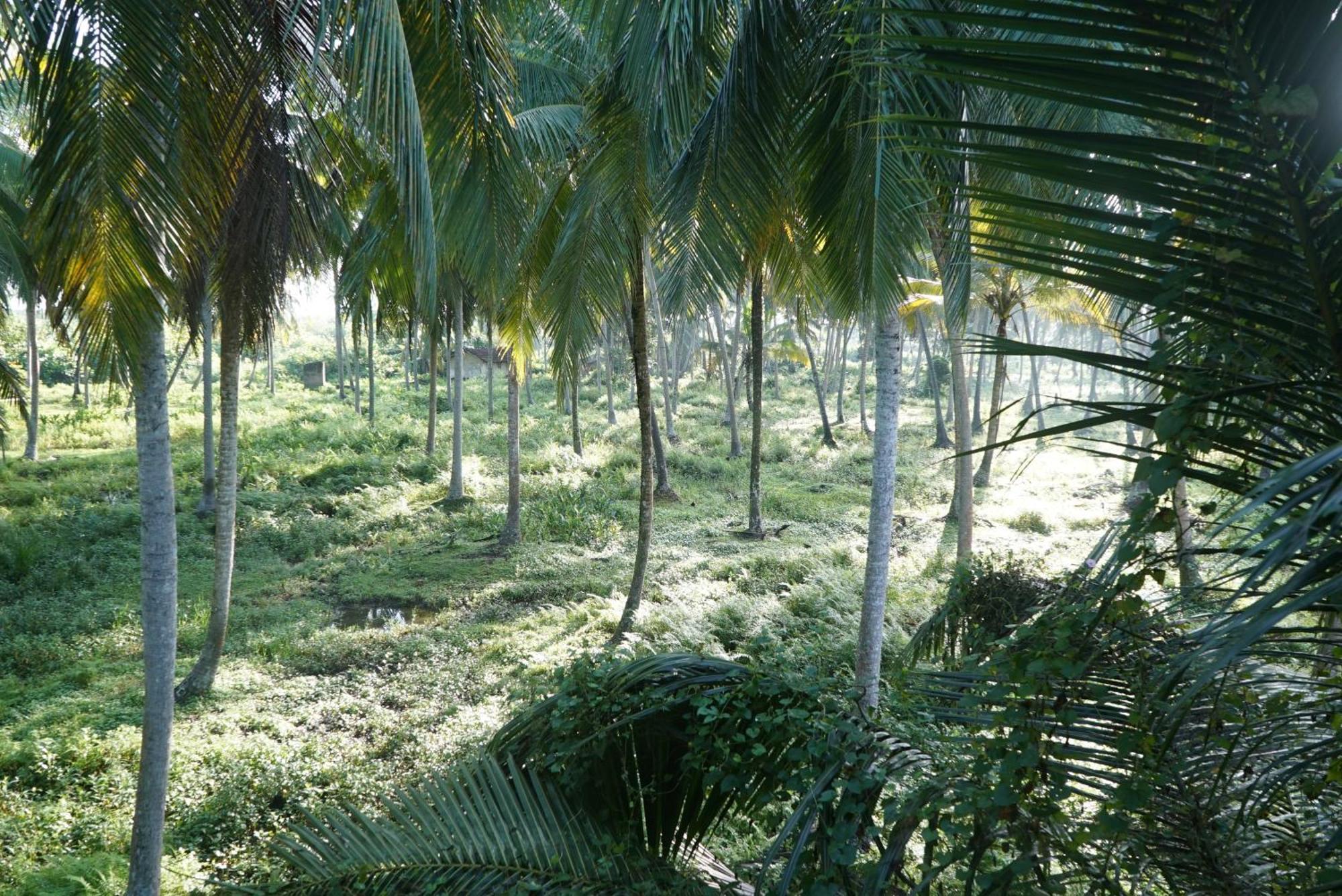 Red Coconut Villa Bentota Exteriör bild